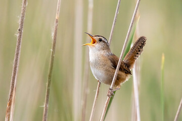 Marsh Wren singing taken in central MN