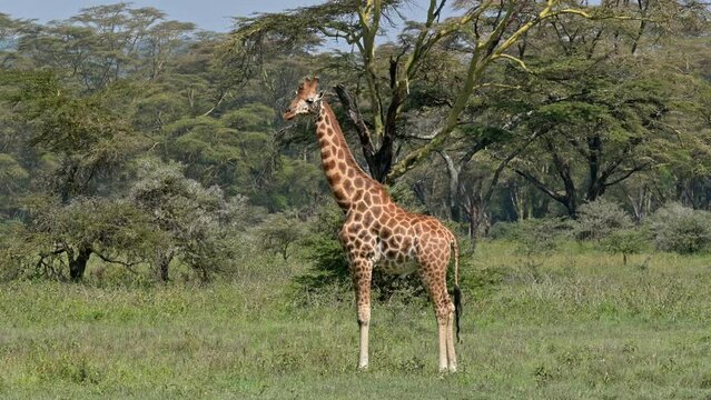 Closeup footage of giraffe eating leaves from trees. Wildlife concept. Animals in nature
