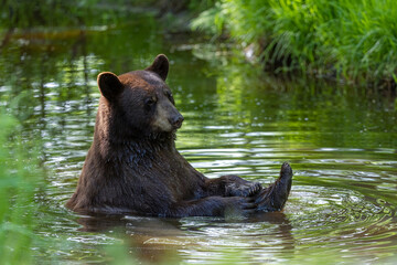 Black Bear adult in water taken in northern MN in the wild