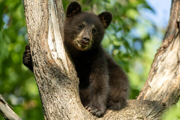 Black Bear cub taken in northern MN in the wild © Stan
