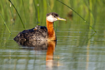 Red-necked Grebe adult with young riding on back taken in central MN