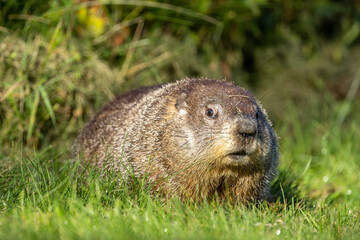 Naklejka na ściany i meble Woodchuck Groundhog taken in Central MN under controlled conditions