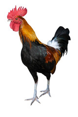 Gamecock rooster isolated