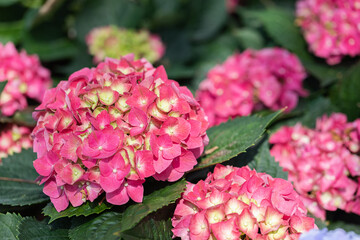 Hydenyia flower in garden at spring day