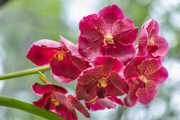 Fototapeta na wymiar Bunch of Vanda orchid flower in natural garden
