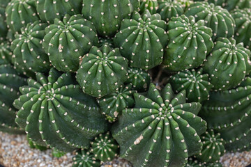 Arrangement of succulents, cactus succulents in a planter