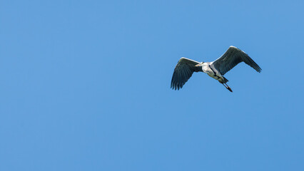 A grey heron over  the Danube Delta in Romania	