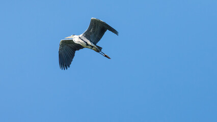 A grey heron over  the Danube Delta in Romania	