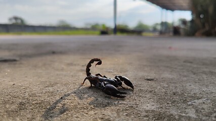 Scorpion,Heterometrus laoticus found at Thailand