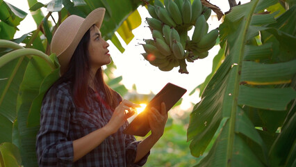 Young woman farmer monitoring orchard and sends data to the cloud from the tablet.