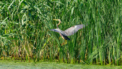 A purple heron in the wilderness of the Danube Delta in Romania	
