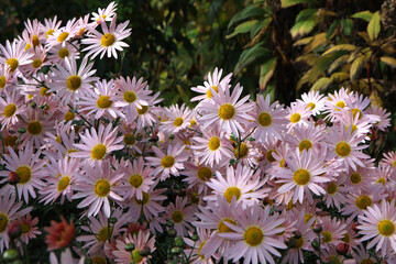 Chrysanthemum 'Hillside Sheffield Pink'  in flower.