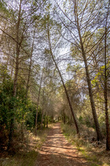 Path between trees in the autumn forest. Sunbeams between branches