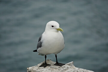 Homer, Alaska, USA: Mew gull (Larus canus) at the pier in Homer, Alaska.
