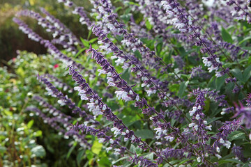 Obraz premium Salvia splendens 'Phyllis' Fancy' in flower.