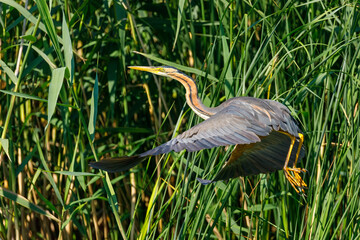 A purple heron in the wilderness of the Danube Delta in Romania	