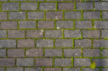Brick structure with green moss