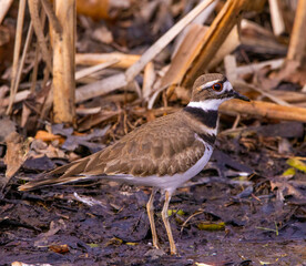 Killdeer