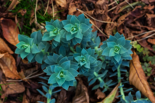 Euphorbia myrsinites, myrtle spurge in the autumn garden