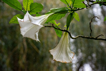 white flower with green leaves at rain