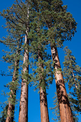 Fototapeta premium Giant Sequoias in Mariposa Grove , Yosemite National Park, Carifornia, USA.