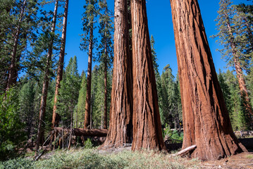 Giant Sequoias in Mariposa Grove , Yosemite National Park, Carifornia, USA.