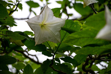 white flower with green leaves at rain