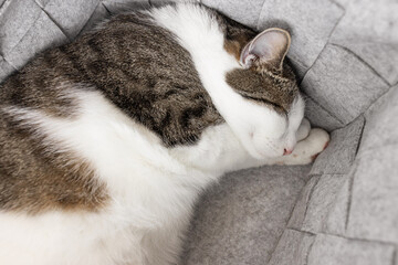 Fototapeta na wymiar Cute fat domestic cat sleeping in cozy gray felt storage basket, fall