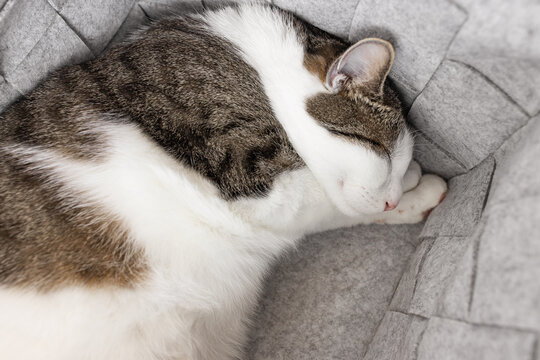 Cute fat domestic cat sleeping in cozy gray felt storage basket, fall