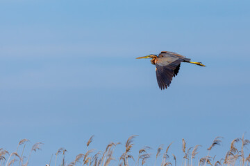 A purple heron in the wilderness of the Danube Delta in Romania	