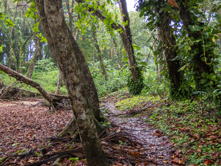 Bosque tropical y sendero en la costa de Puerto Viejo en Costa Rica