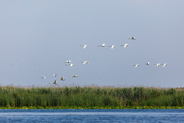 some swans are flying over the danube delta