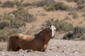Fototapeta na wymiar Majestic Wild Horse in the Utah Desert in Summer