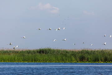 some swans are flying over the danube delta