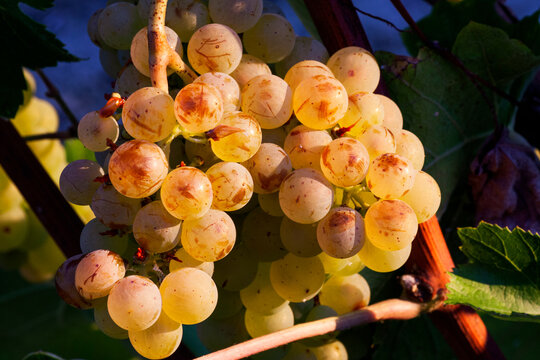 grapes of verdicchio in the region of castelli di Jesi, Marche, Italy
