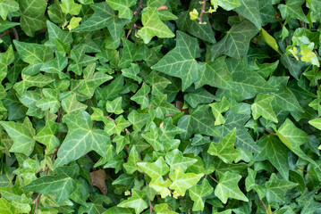 bright green ivy leaves background