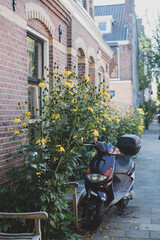 Fototapeta na wymiar yellow flowers in the street of Amsterdam 