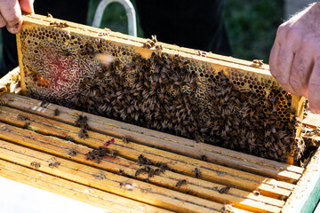 Producing honey with bees