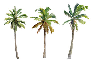 Set of coconut palm trees, elevation, hand painted watercolor isolated on white or transparent background. © RisingSun
