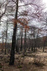 Dadia forest Restoration & Regrowth After Wildfire Evros Greece