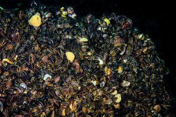 Zebra mussels are an invasive species that has been accidentally introduced to numerous areas including the St. Lawrence River.