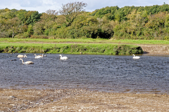 Swans On Ewenny River At Ogmore Castle