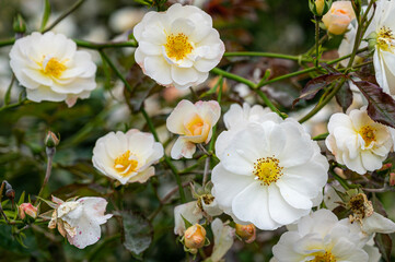 Białe wiosenne kwiaty