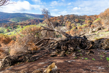 burned landscape, after recent fires, in the town of Hoyo de Pinares in the province of Avila, Spain