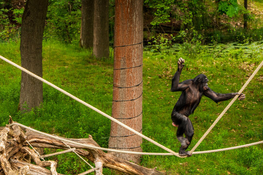 Chimpanzee in the Apenheul Monkey Park in the Netherlands.