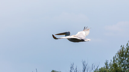 A white mute swan in the wilderness of the danube delta in romania