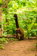 Red ruffed lemur in the Apenheul Monkey Park in the Netherlands.