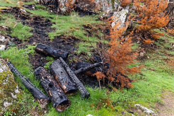 burned landscape, after recent fires, in the town of Hoyo de Pinares in the province of Avila, Spain