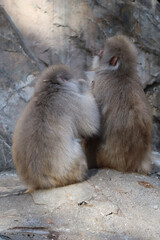 Japanese macaque on the cliff