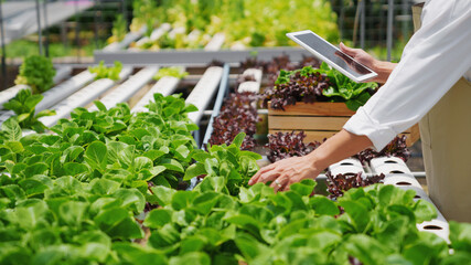 Fresh vegetable hydroponic system..Organic vegetables salad growing garden hydroponic farm Freshly harvested lettuce organic for health food Earths day concept. - obrazy, fototapety, plakaty